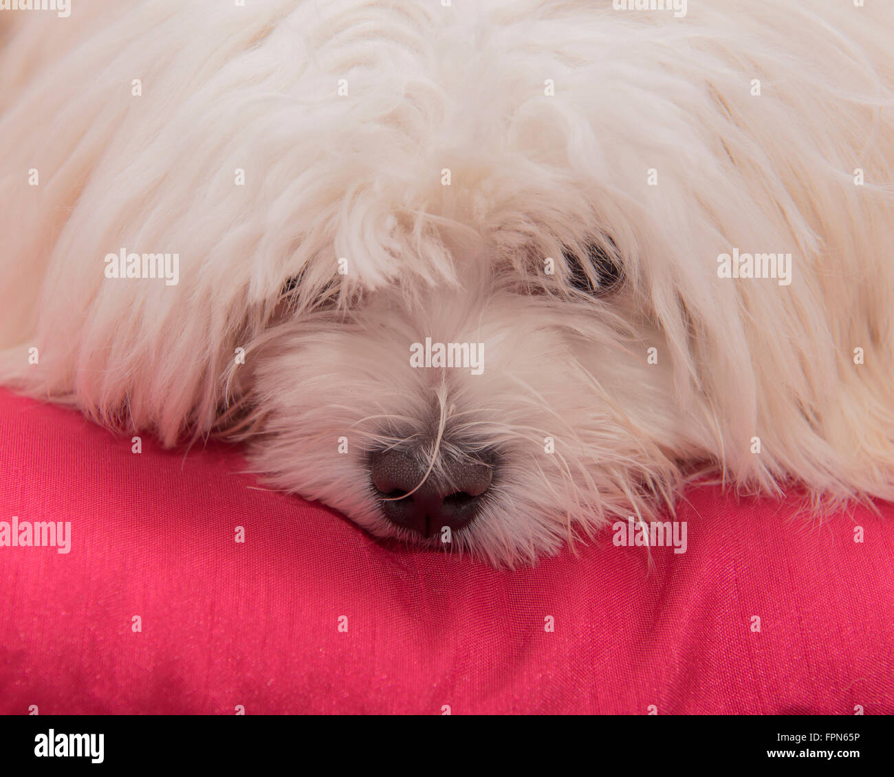 portrait of a young Pedigree Maltese dog looking fed up on a bright red cushion Stock Photo