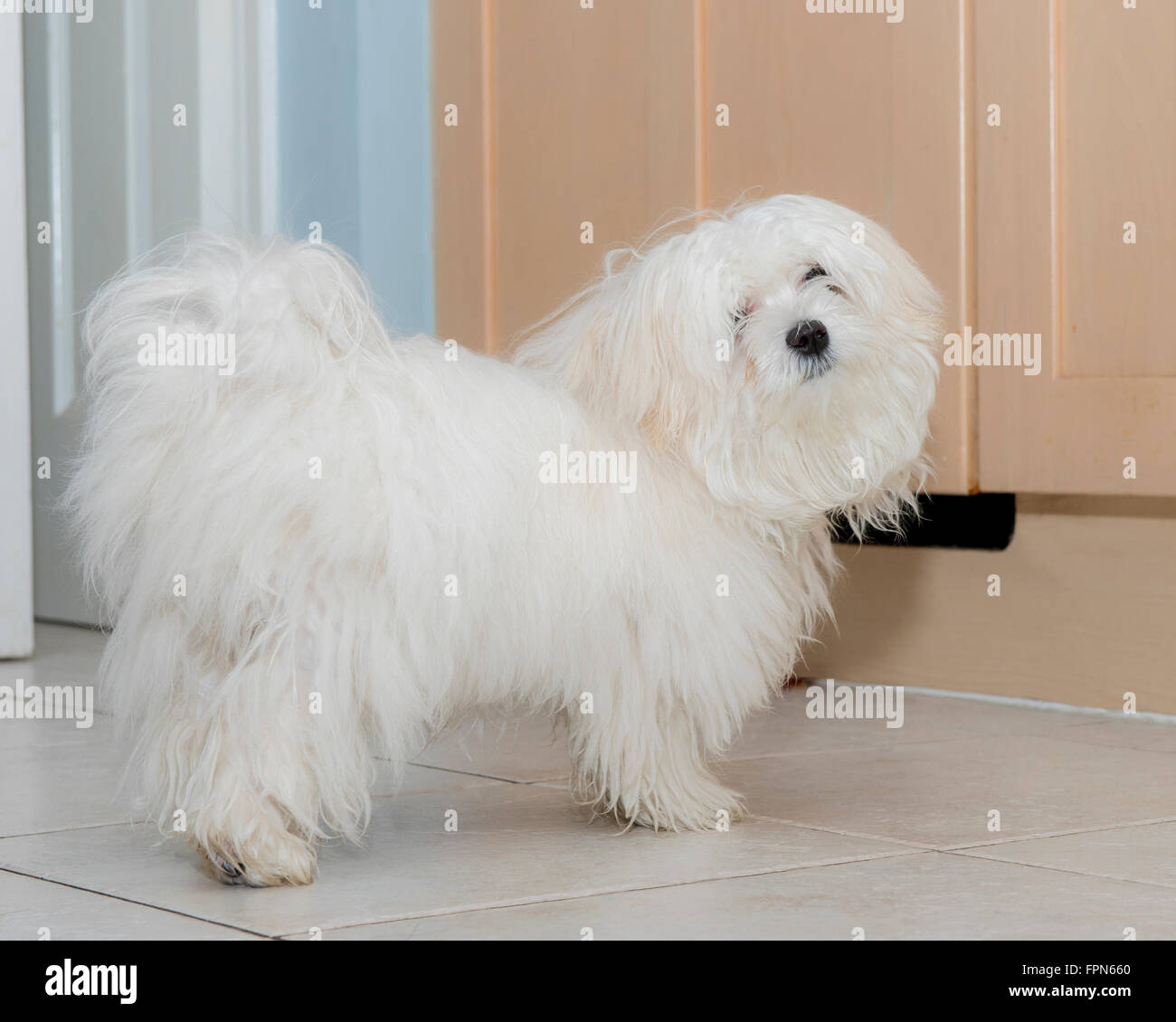 Young Pedigree Maltese dog after a muddy walk waiting expectantly for food from the kitchen cupboard Stock Photo