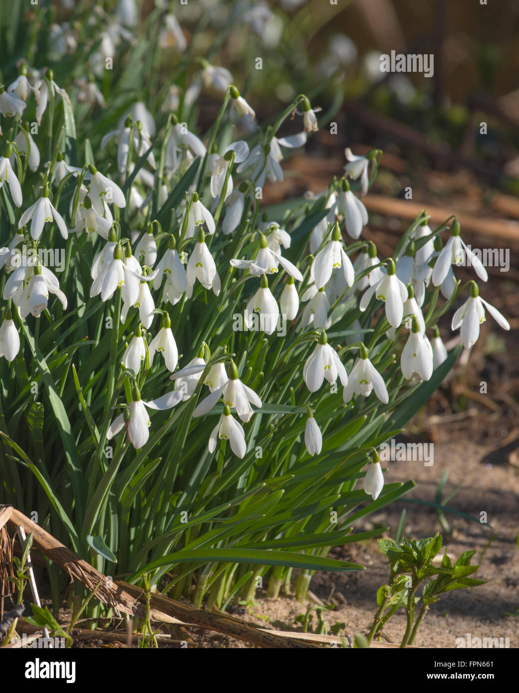 Large group of Snowdrops, Galanthus nivalus, in the cold winter sunshine in the  north of England in February. Stock Photo
