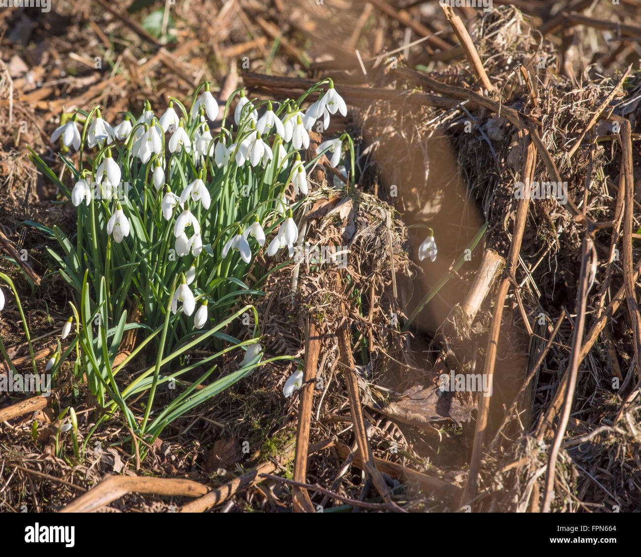 Large group of Snowdrops, Galanthus nivalus, in the cold winter sunshine in the  north of England in February. Stock Photo