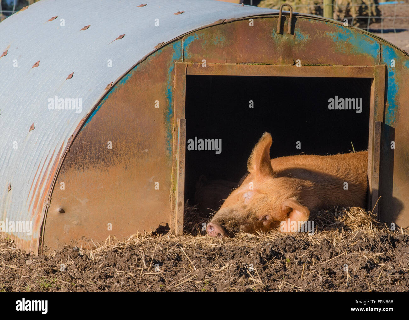 Adult Large White pig in the doorway of a free range shelter sleeping in the relatively warm winter sunshine in February in the Stock Photo
