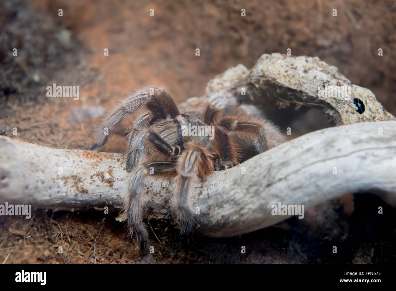 Tarantula waiting, half hidden and camouflaged in its den, to ambush its prey. Stock Photo