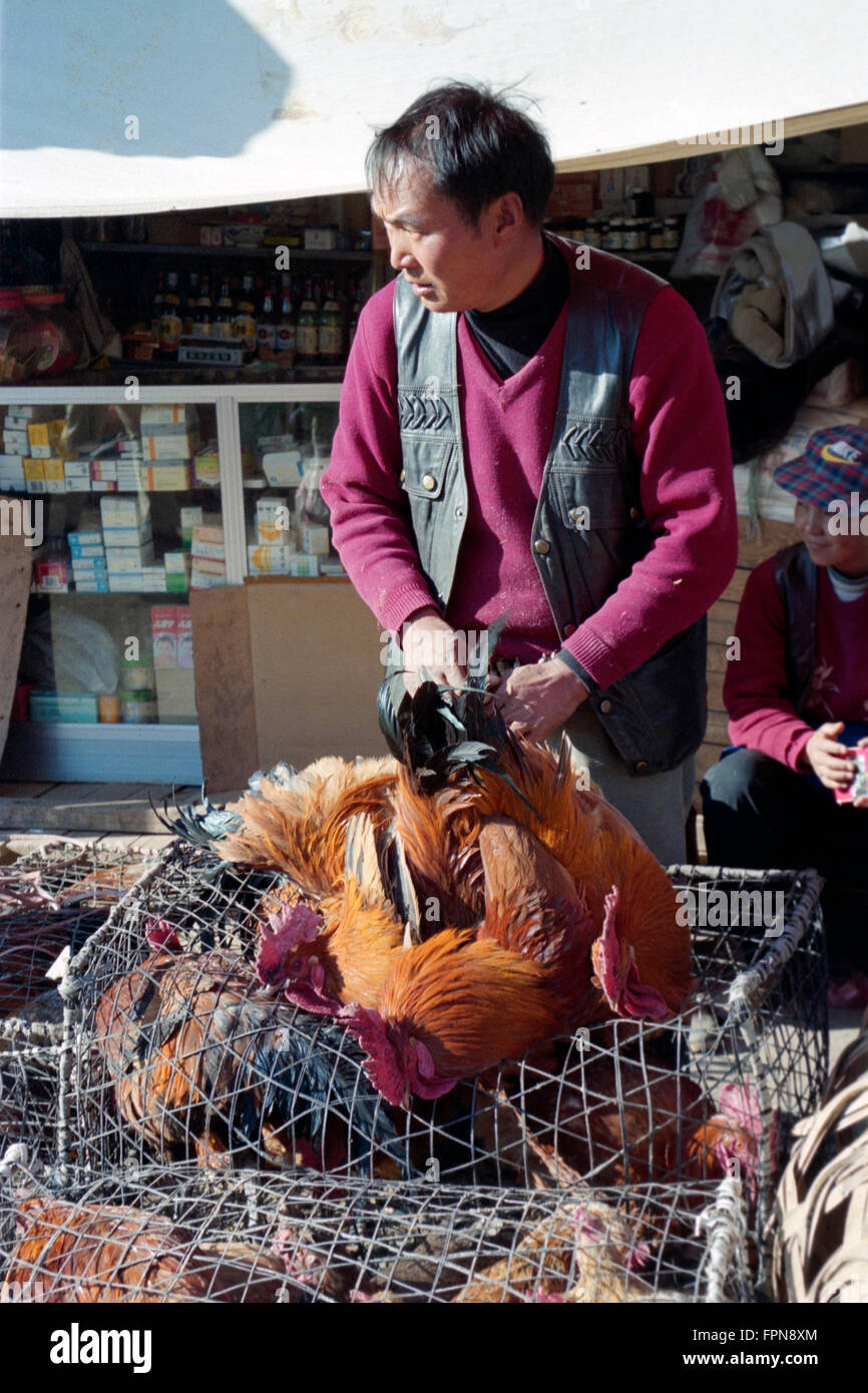 local man at market tying live chickens together prior to selling to