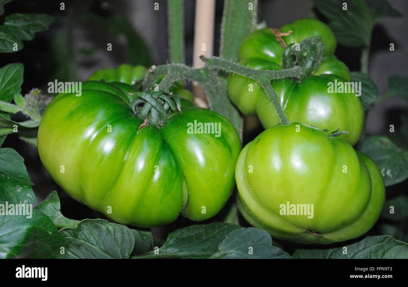 Unripe green beefsteak tomatoes growing on a plant, England, UK, Western Europe. Stock Photo