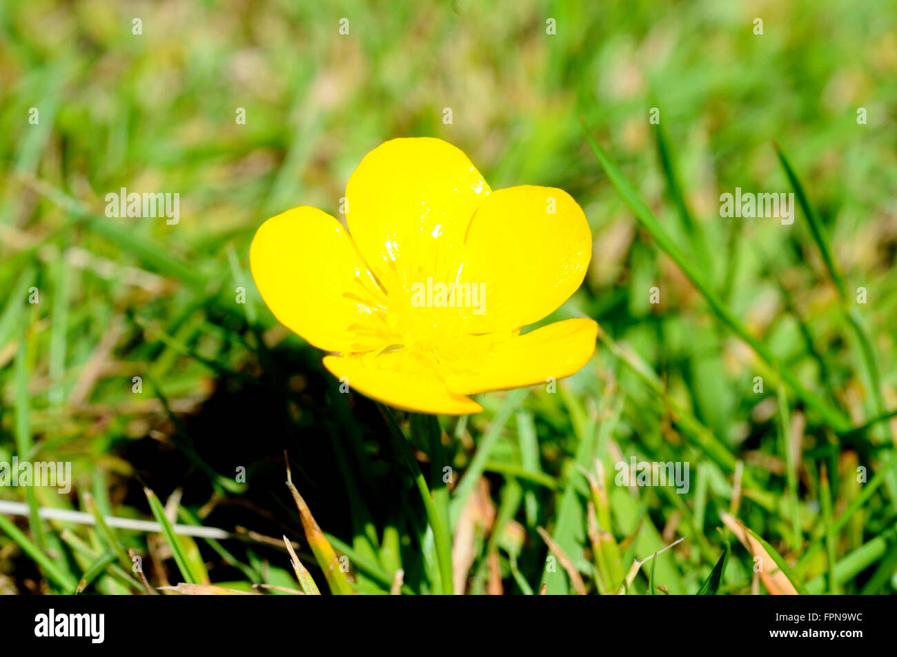 Yellow Buttercup surrounded by grass, England, UK. Stock Photo