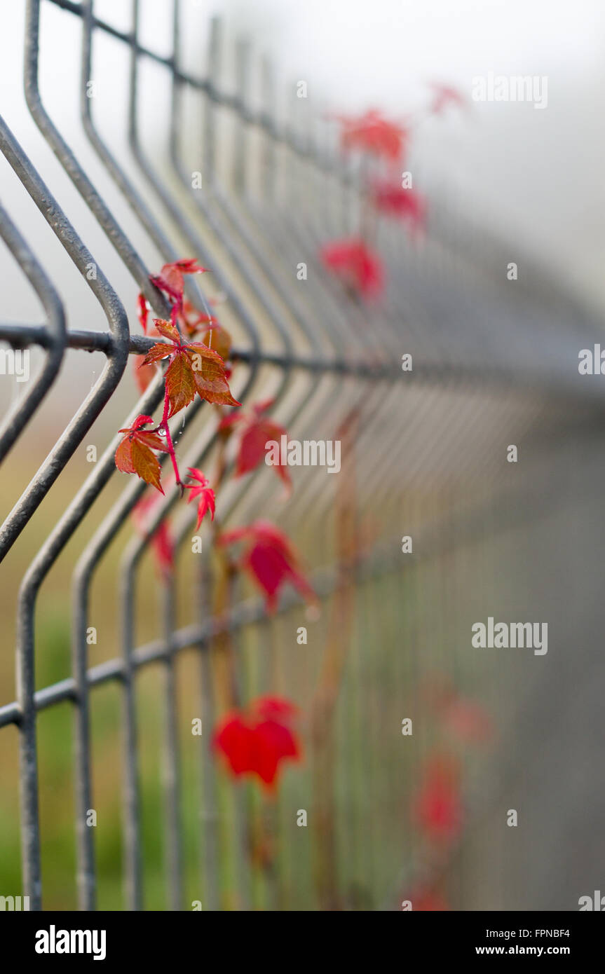 Vine climbing fence hi-res stock photography and images - Alamy