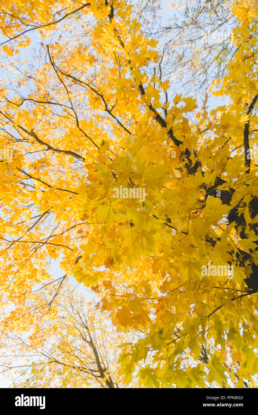 Autumn time yellow colored maple tree on blue sky, view from ground to top Stock Photo