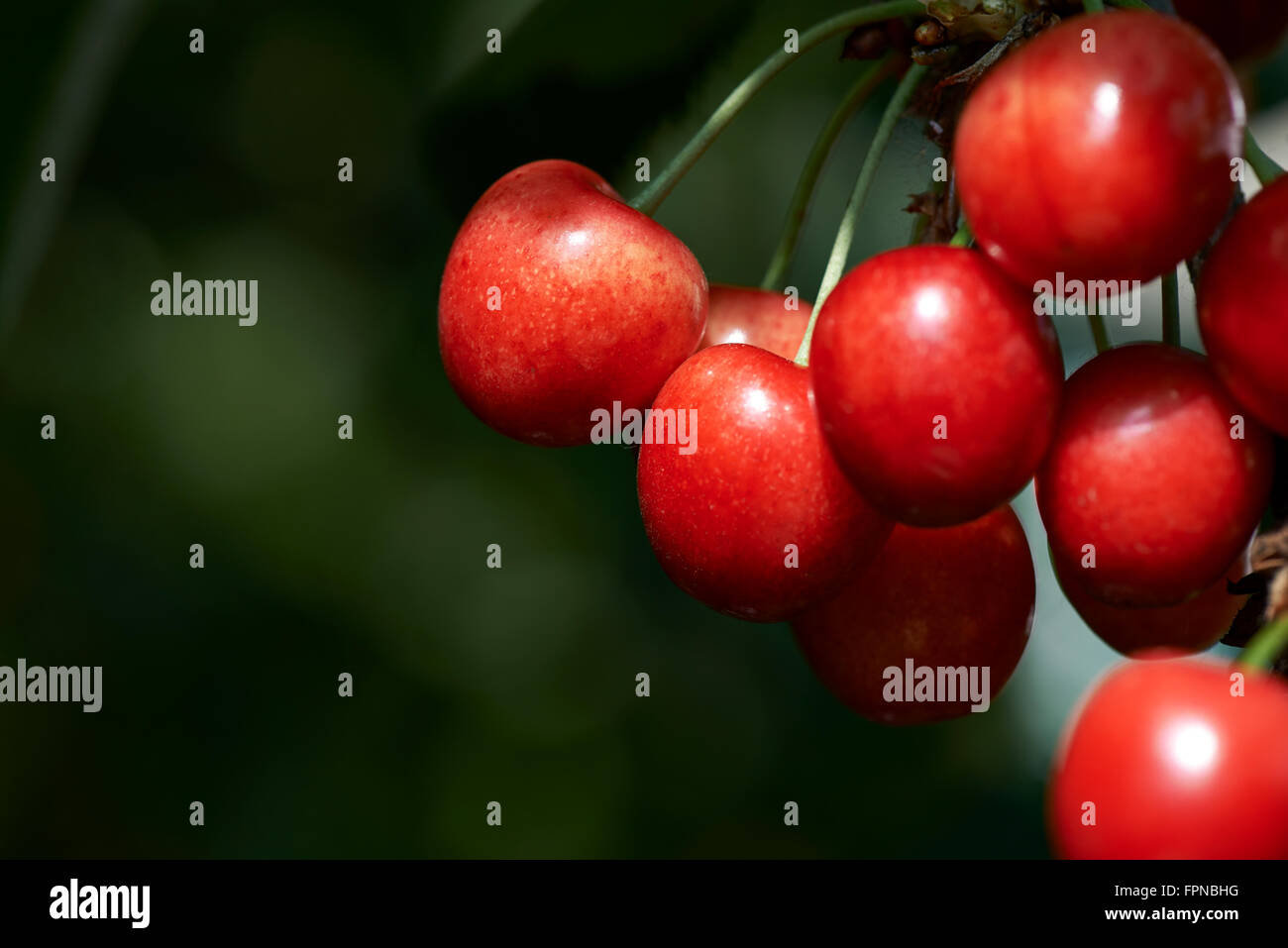 Cherries in the evening light, selective focus Stock Photo