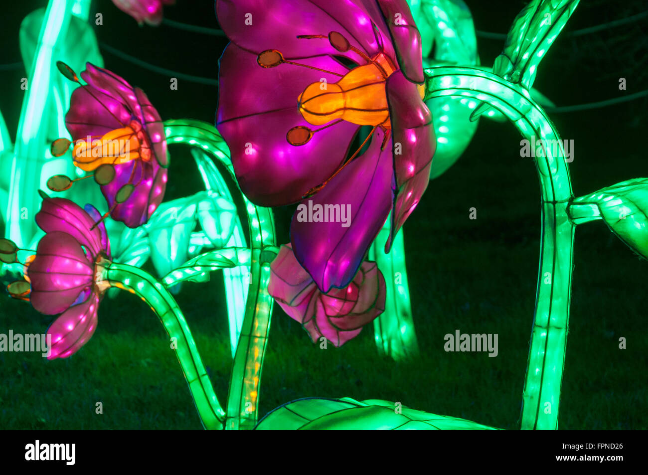 The illuminated pink flowers display christmas xmas seasonal illuminations lighting Kew Gardens, London UK. Stock Photo