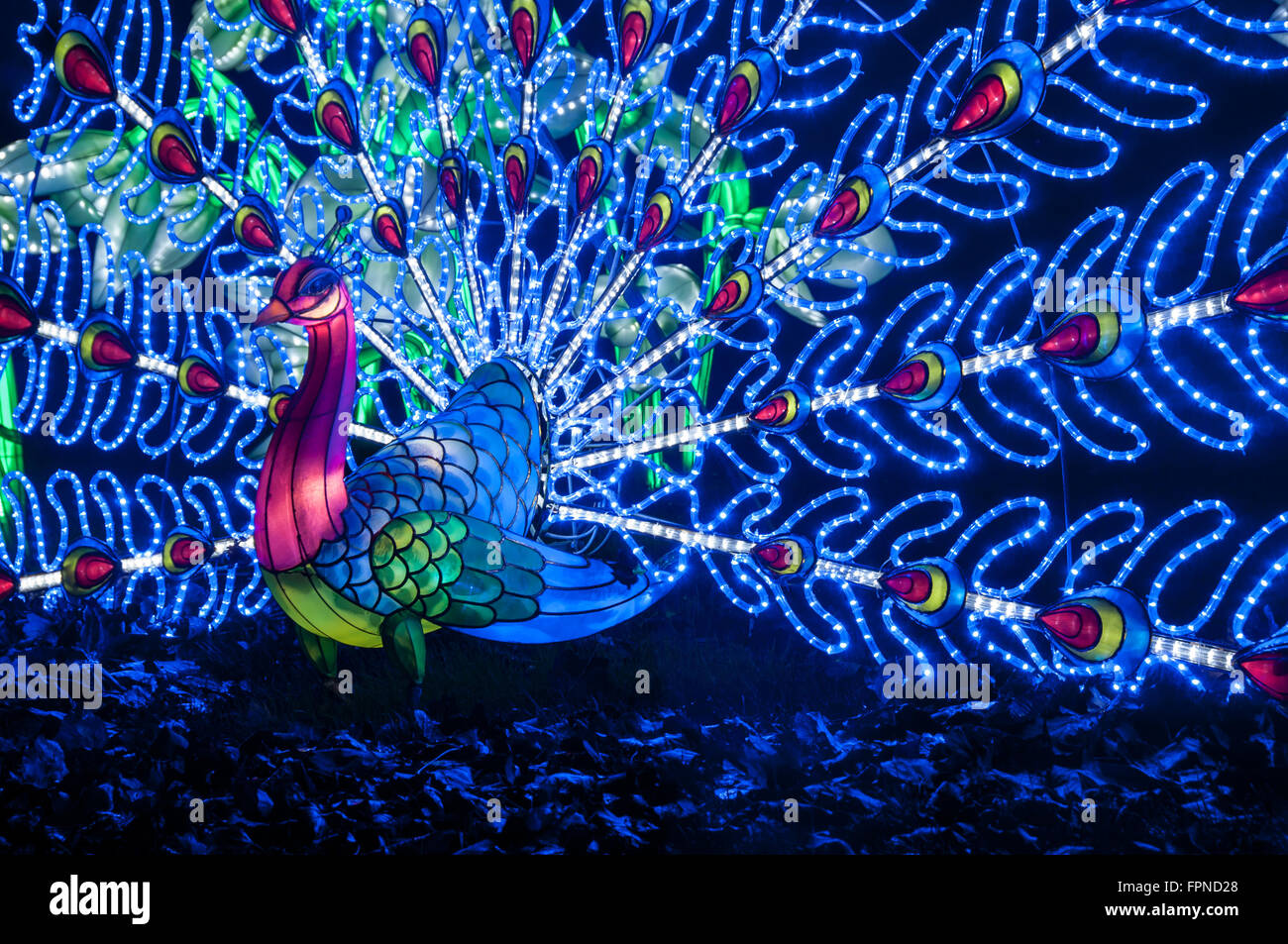 The illuminated peacock lights display christmas xmas seasonal illuminations lighting Kew Gardens, London UK. Stock Photo