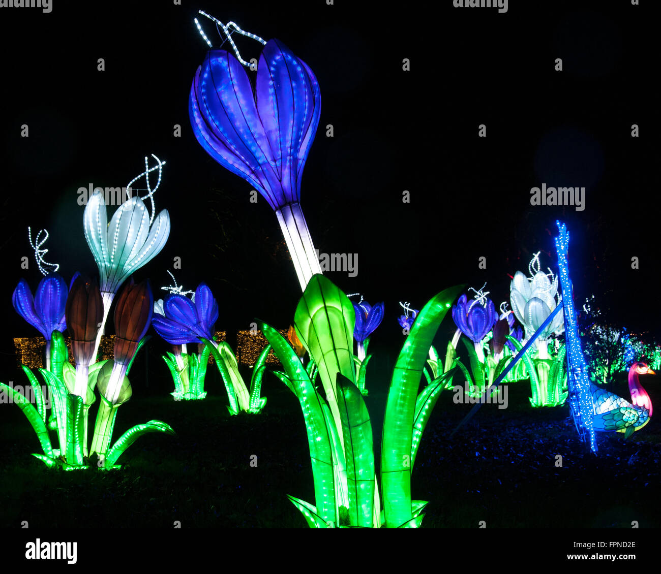 The illuminated blue crocus flowers display christmas xmas seasonal illuminations lighting Kew Gardens, London UK. Stock Photo