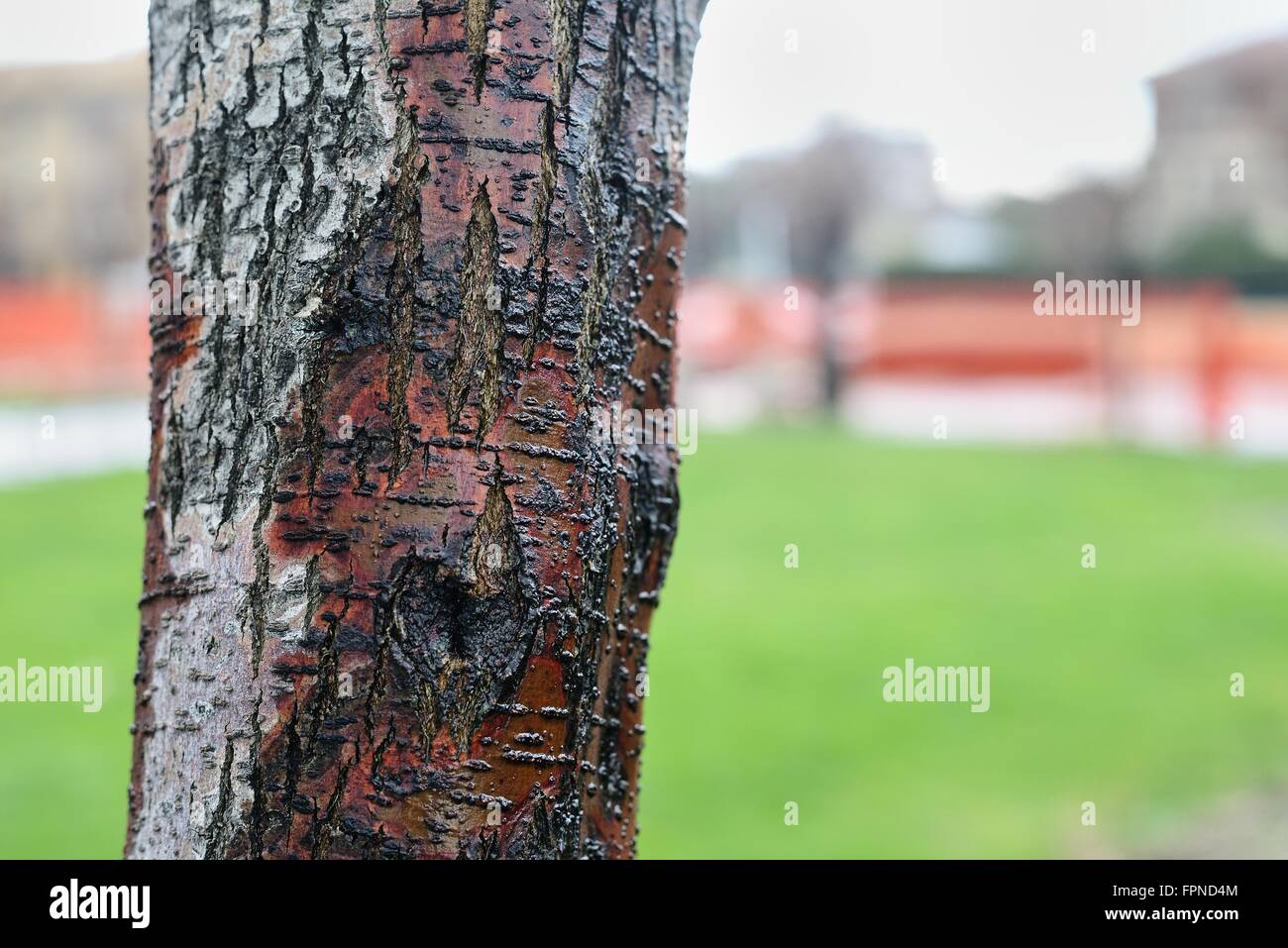 Detail of a wet tree trunk Stock Photo