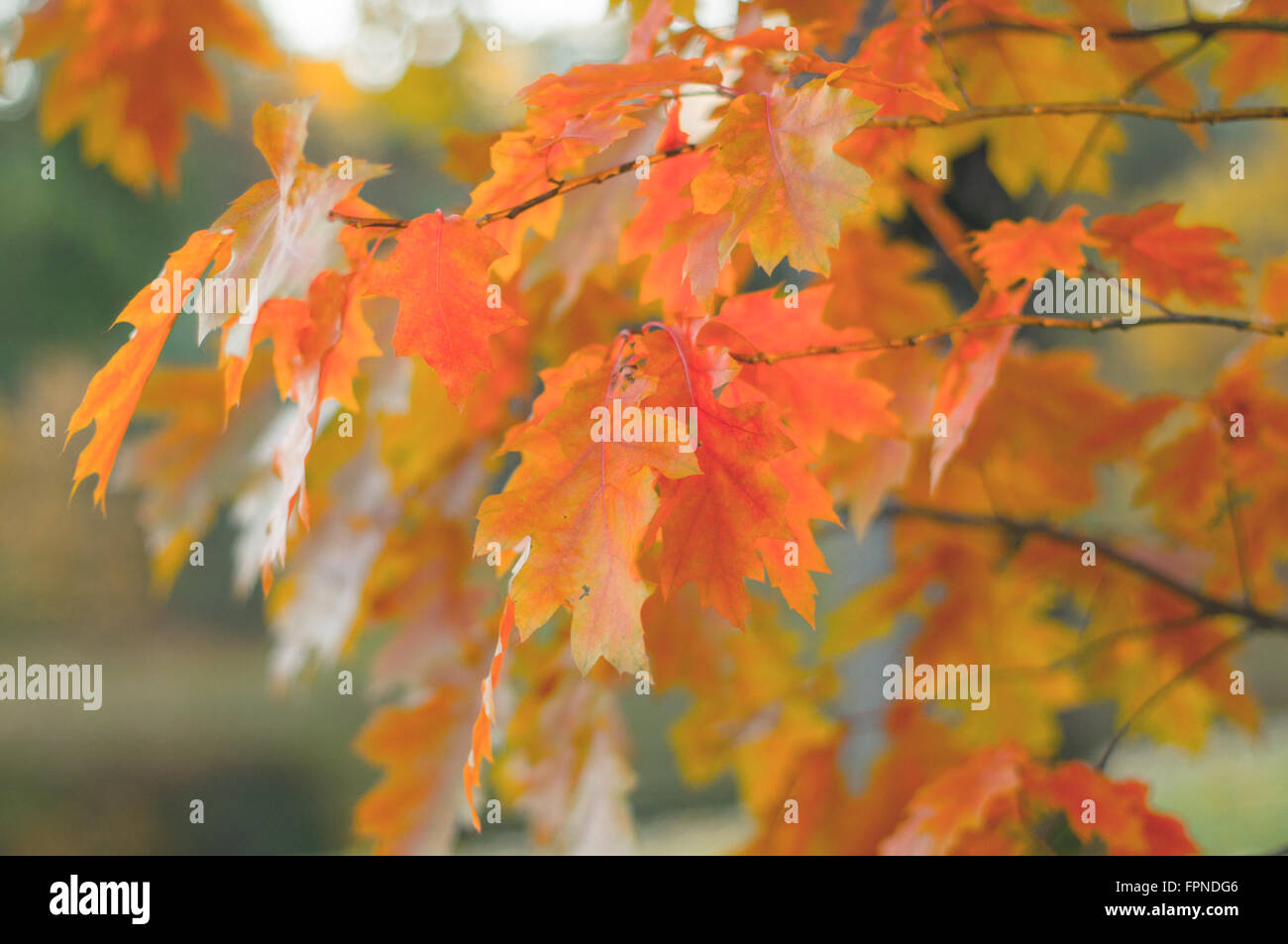 Colorful branches of champion oak (Quercus rubra) in autumn time Stock Photo