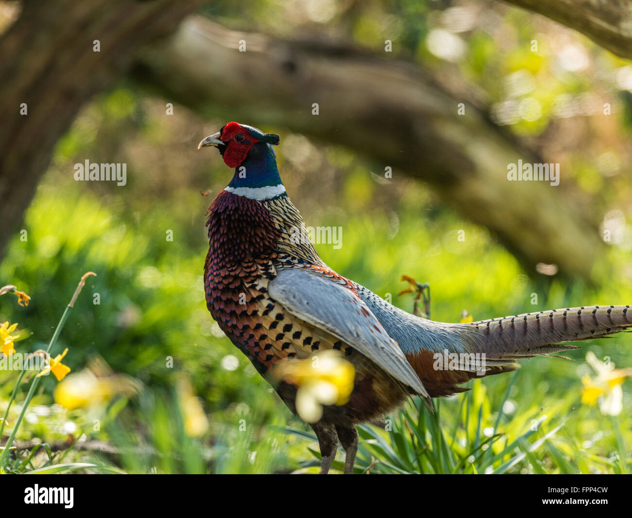 Beautiful Male Ring-necked Pheasant (Phasianus colchicus) posturing in natural woodland forest setting. Stock Photo