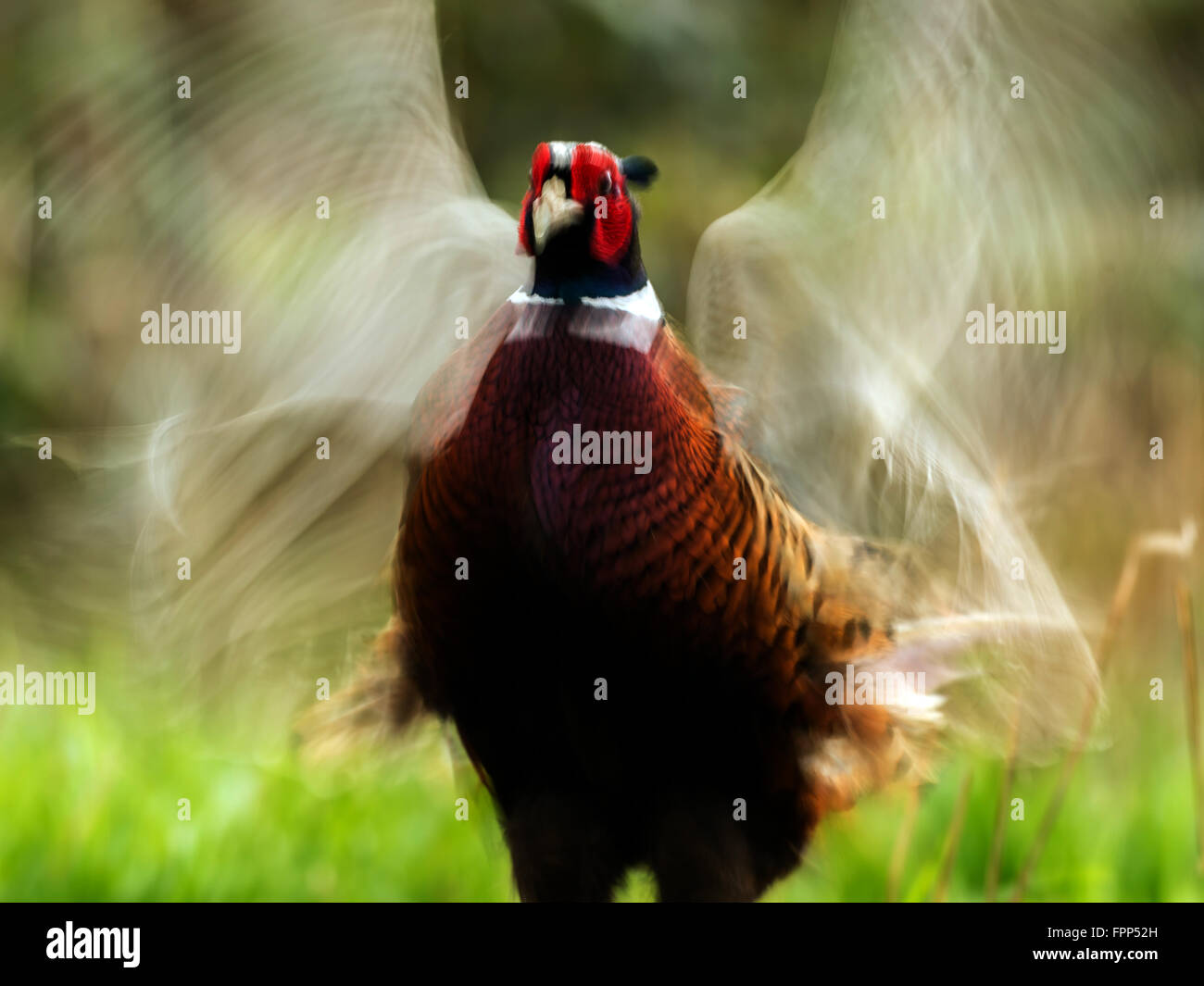 Beautiful Male Ring-necked Pheasant (Phasianus colchicus) crowing in natural woodland forest setting. Wing Motion Blur Stock Photo