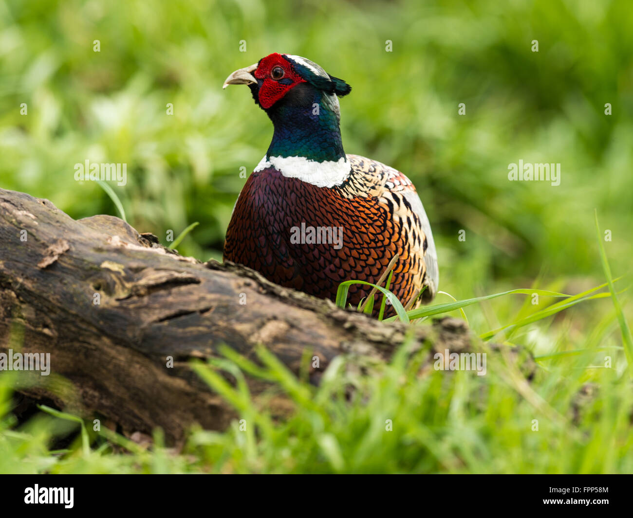 Beautiful Male Ring-necked Pheasant (Phasianus colchicus) foraging in natural woodland forest setting. Stock Photo