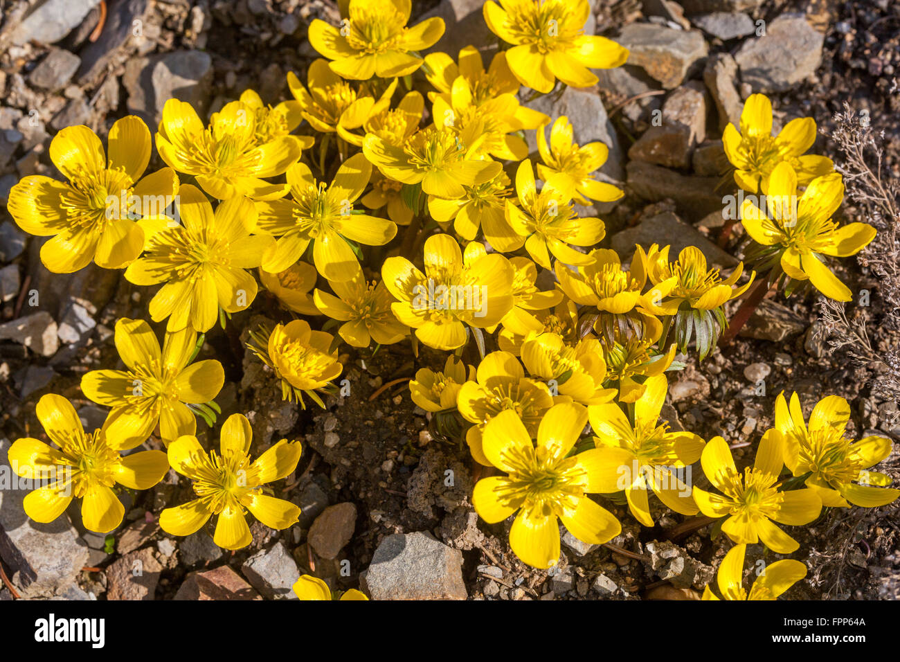 Eranthis hyemalis Cilicica, winter aconite blooming Stock Photo