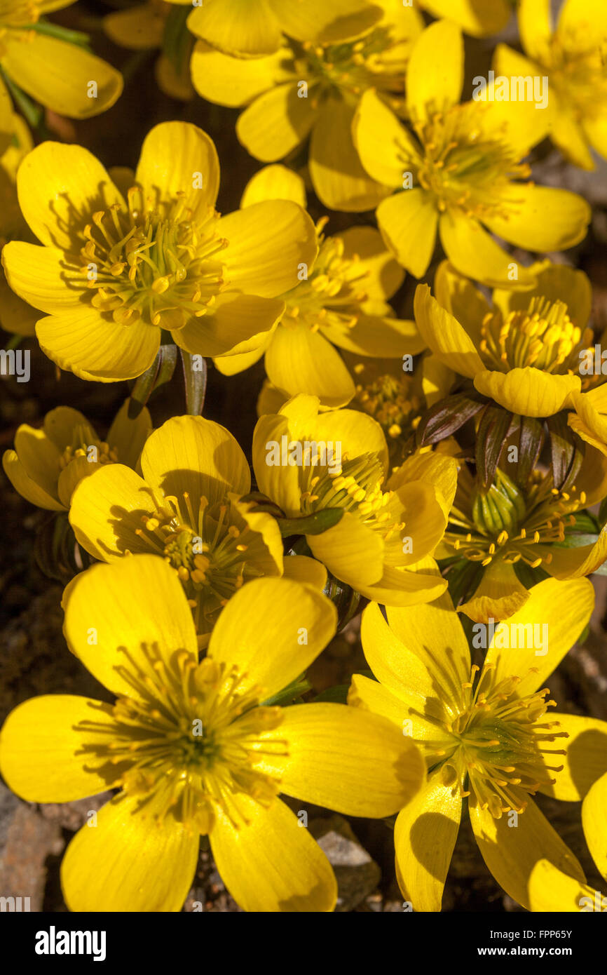 Eranthis hyemalis Cilicica, winter aconite blooming close up flower Stock Photo