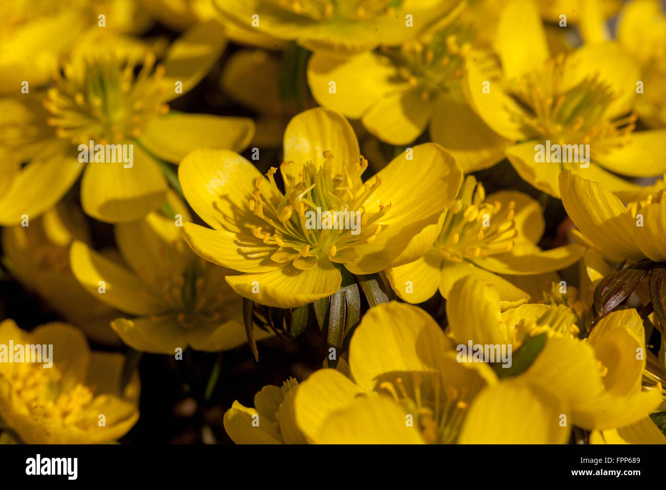 Eranthis hyemalis Cilicica, winter aconite blooming march flowers Stock Photo