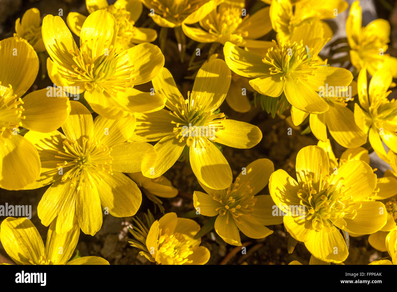 Eranthis hyemalis Cilicica, winter aconite blooming flowers close up, aconites Stock Photo