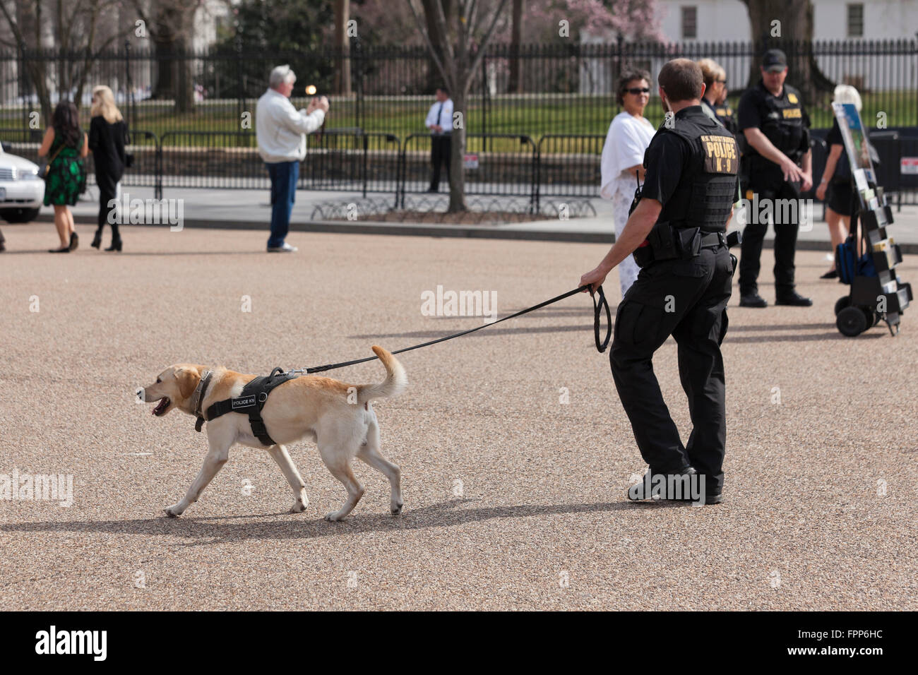 Police K9 dog on leash Washington, DC USA Stock Photo Alamy