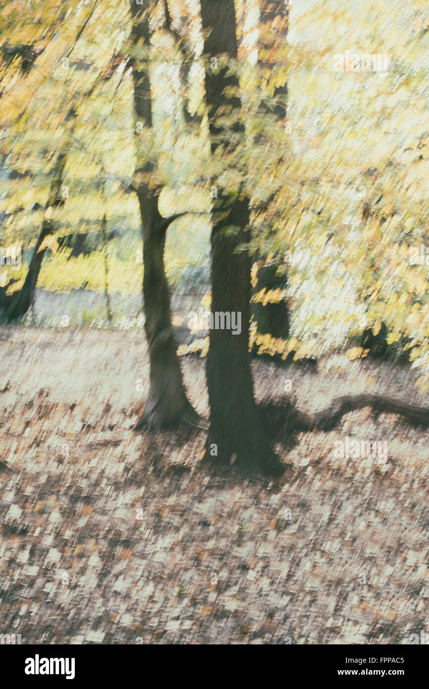 Blurred background shots of woodland Stock Photo