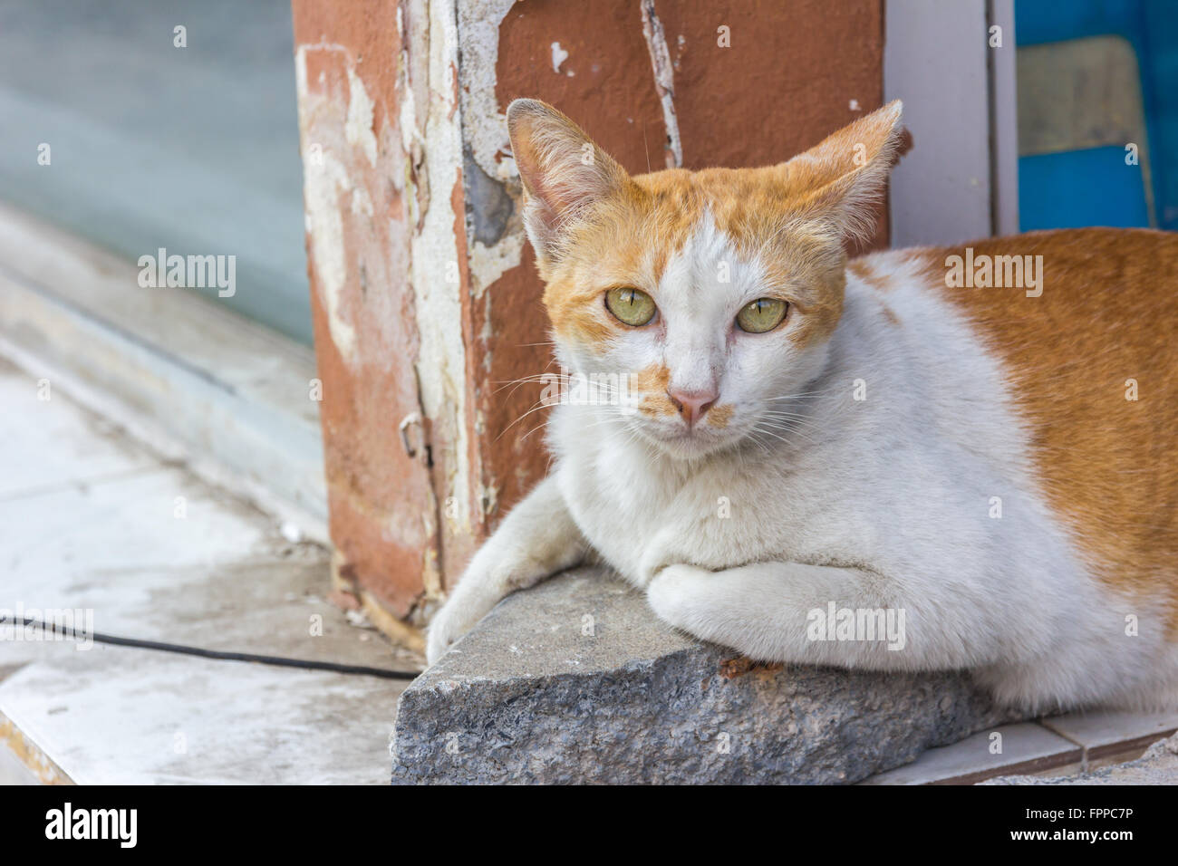 Close up portrait of a red cat with yellow green eyes with ears perked up against neutral background Stock Photo