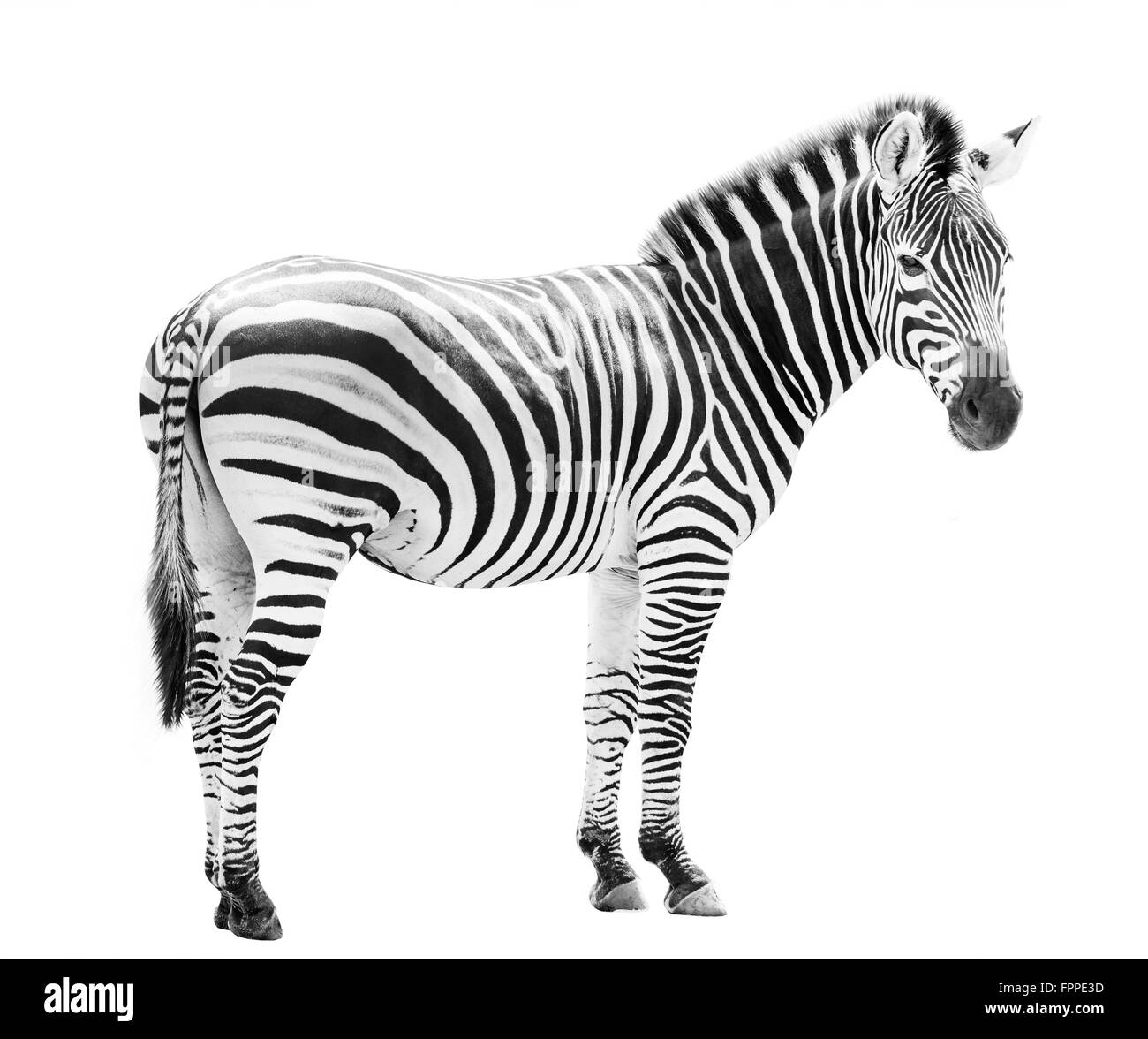 Male zebra isolated on white background Stock Photo