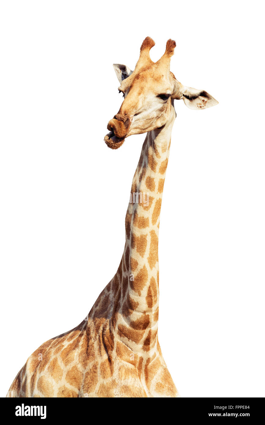 Giraffe head face look funny isolated on white background Stock Photo