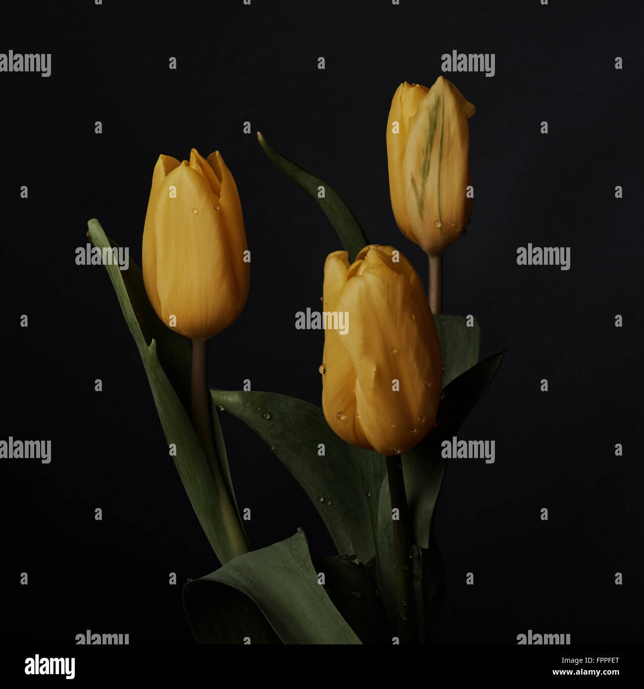 Yellow tulips, still-life, black background, water drops Stock Photo