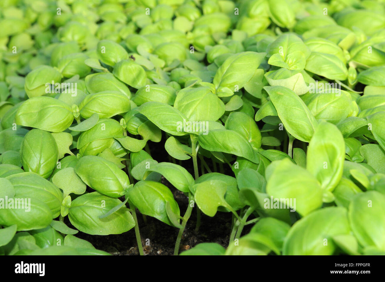 Traditional Ligurian basil Pr village Genoa Ligury Italy