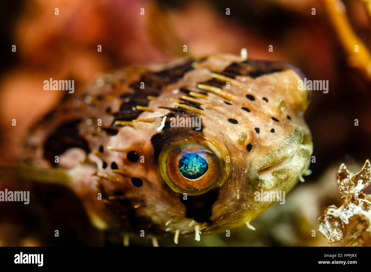 Closeup of turquoise eye of black and white spotted Puffer fish Stock Photo  - Alamy