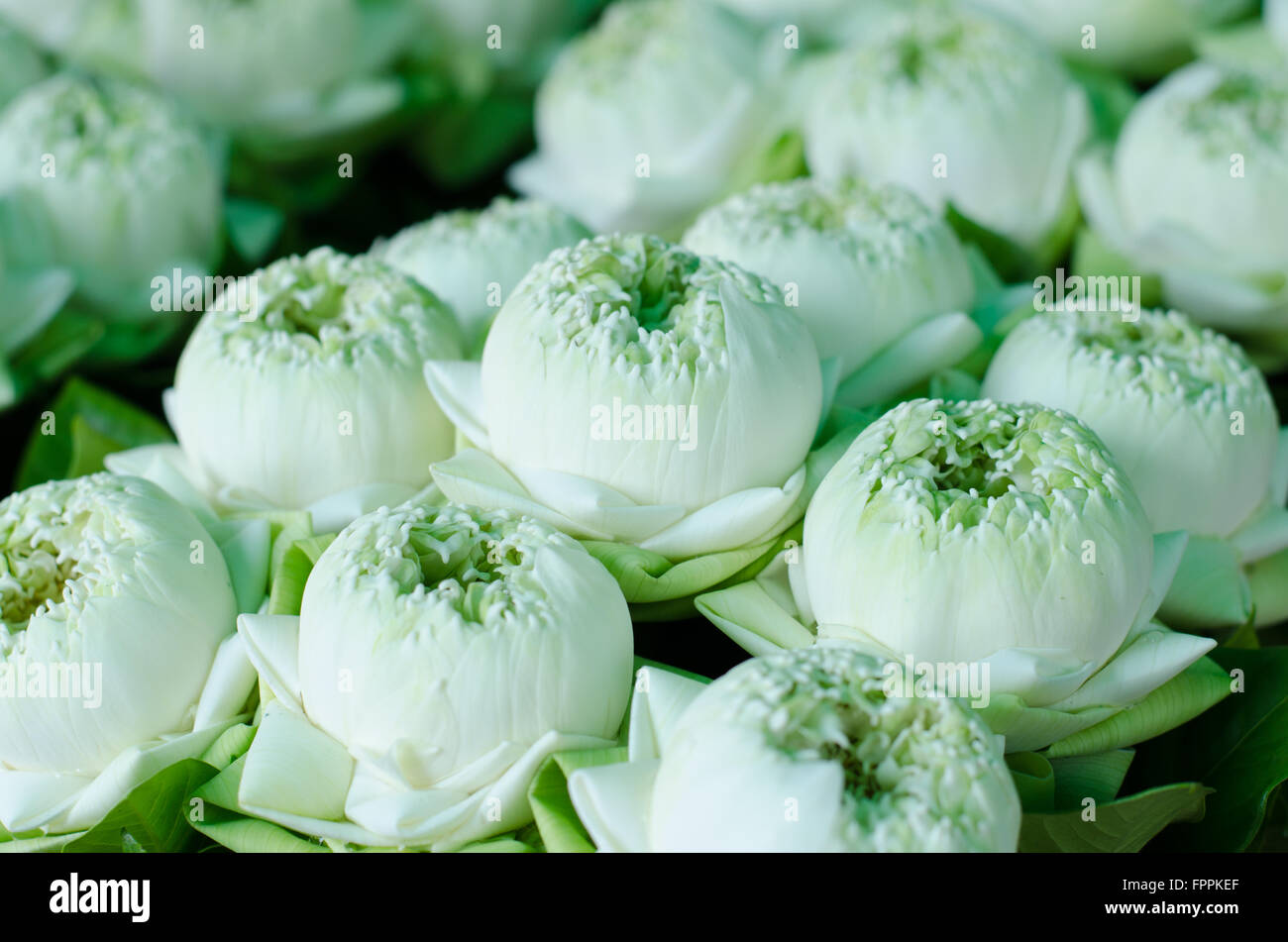 Thai traditional style folding white lotus bouquet Stock Photo
