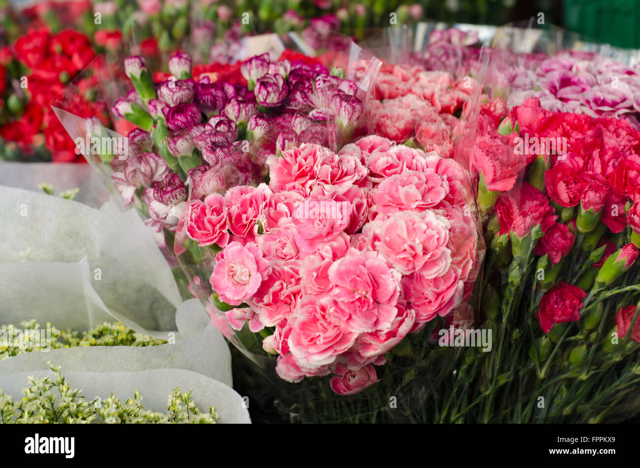 Beautiful carnation in flower market, Thailand Stock Photo Alamy
