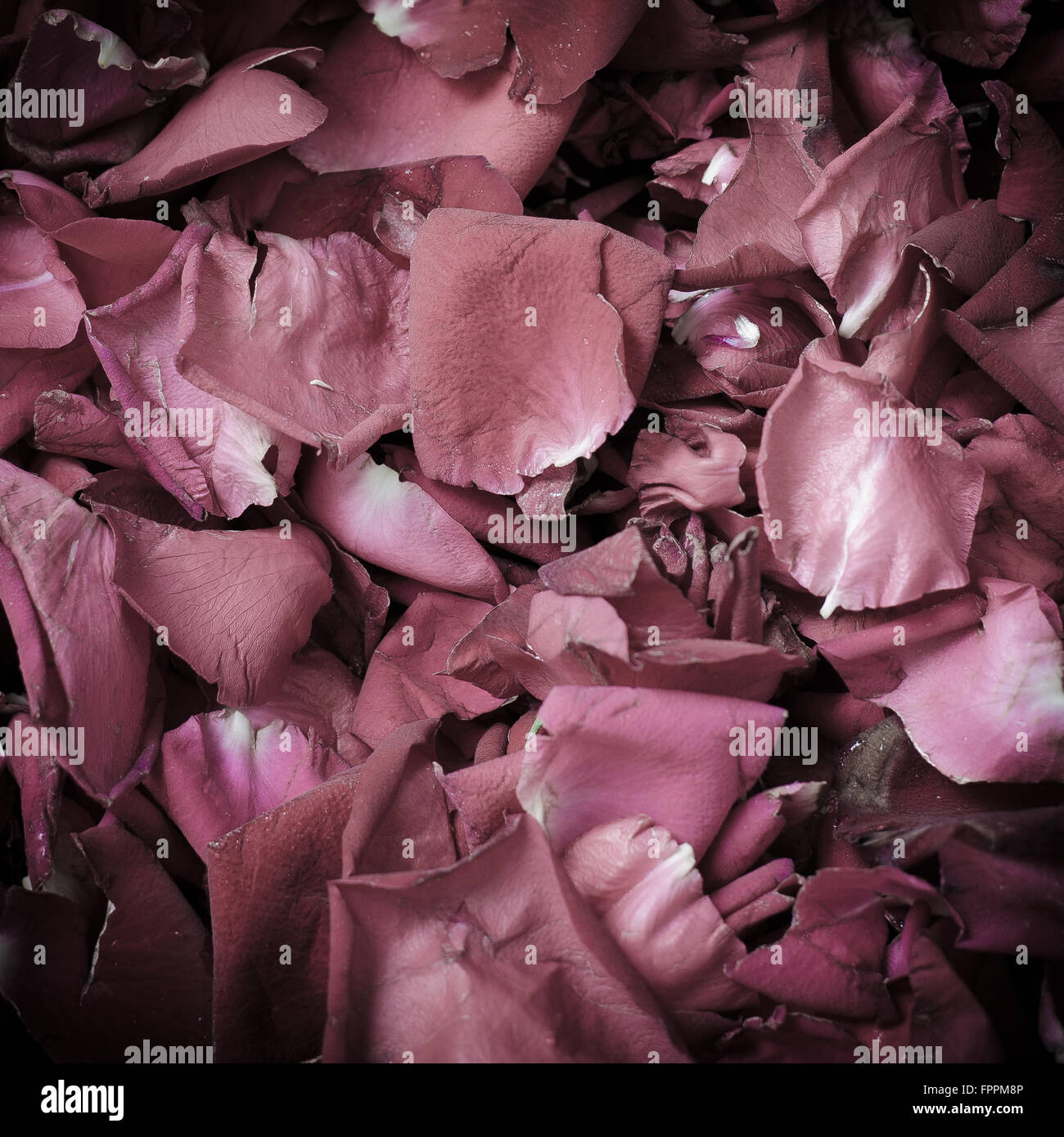 Rose and petals hi-res stock photography and images - Alamy