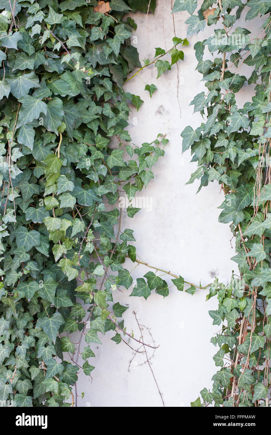 Green vines on white stucco wall Stock Photo