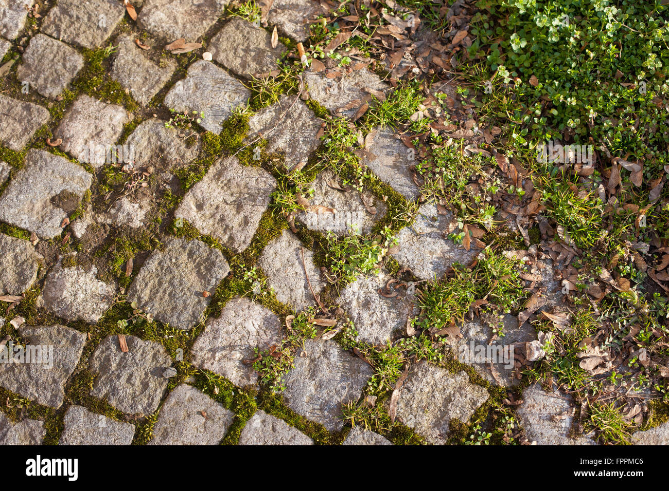 Cobblestones walkway with moss and grass growing in the cracks Stock Photo