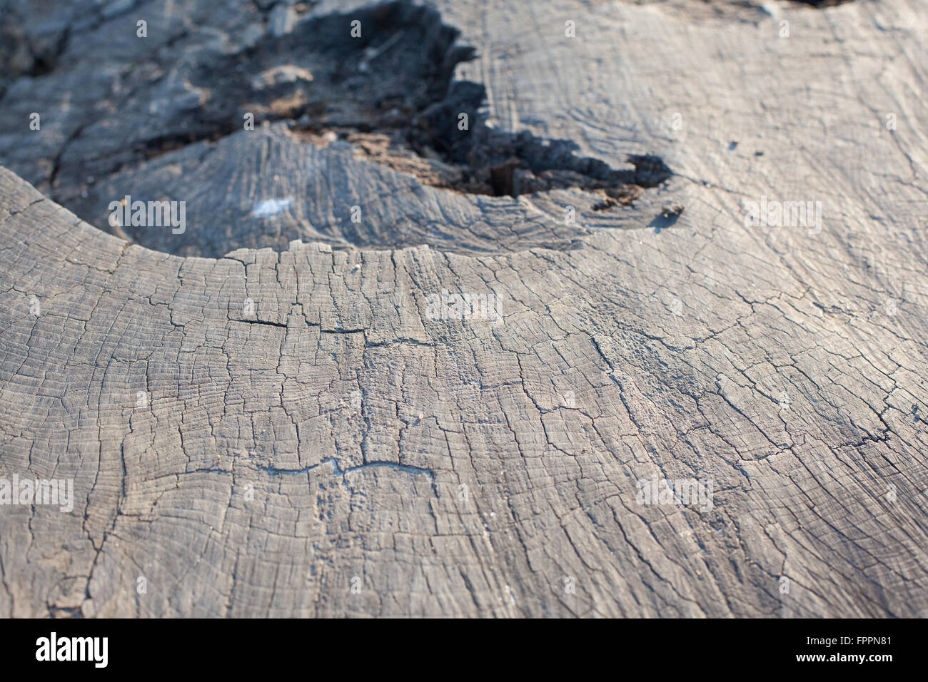 Abstract detail of a tree stump Stock Photo
