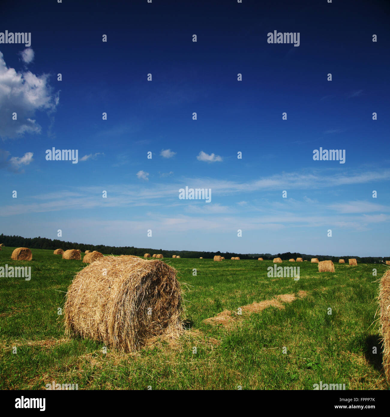 hay on field under blue sky Stock Photo - Alamy