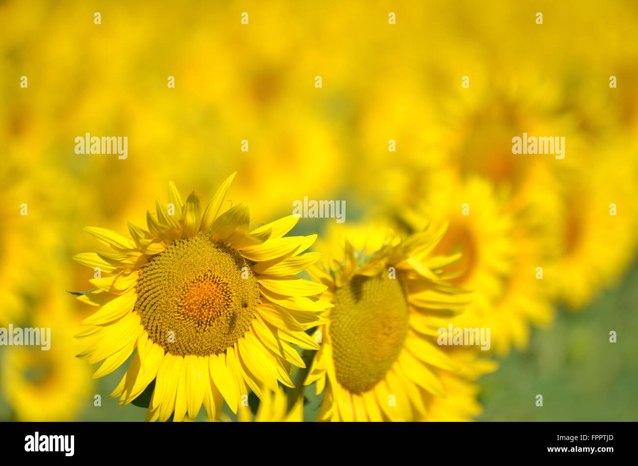 Beautiful sunflowers of Tuscany in Italy against blue sky Stock Photo ...