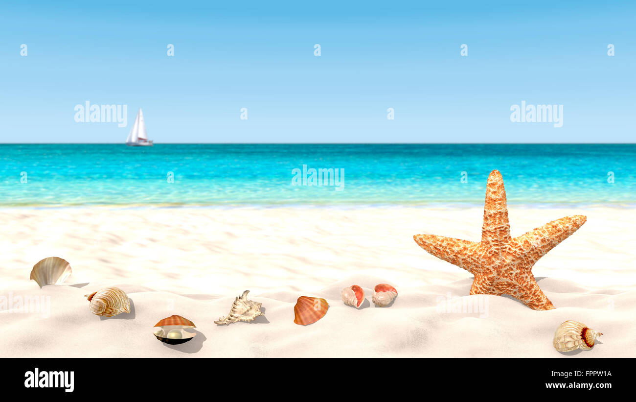 Shells and starfish on a sandy beach with a blurred background in order ...
