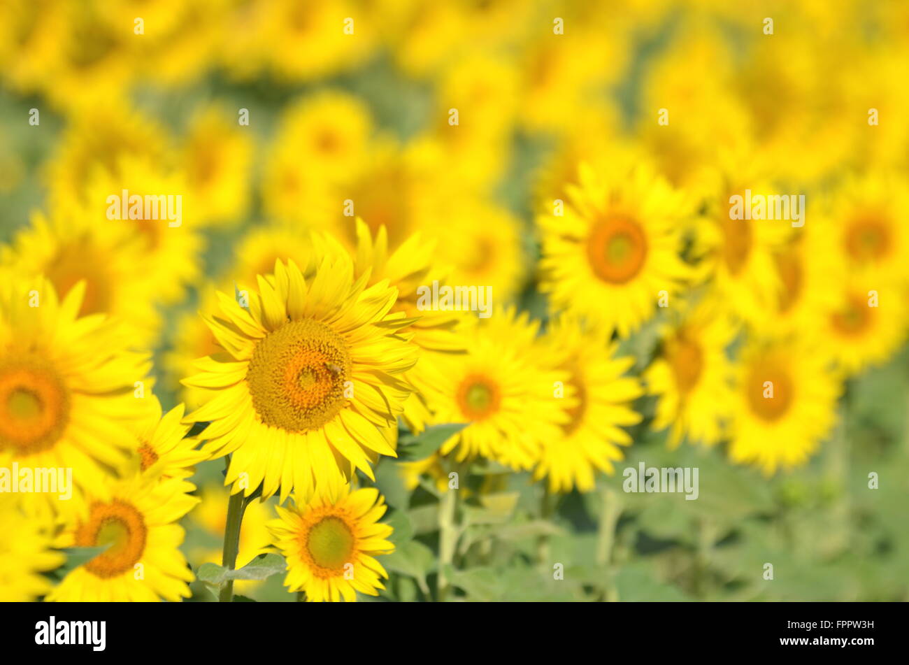 Beautiful sunflowers of Tuscany in Italy against blue sky Stock Photo ...
