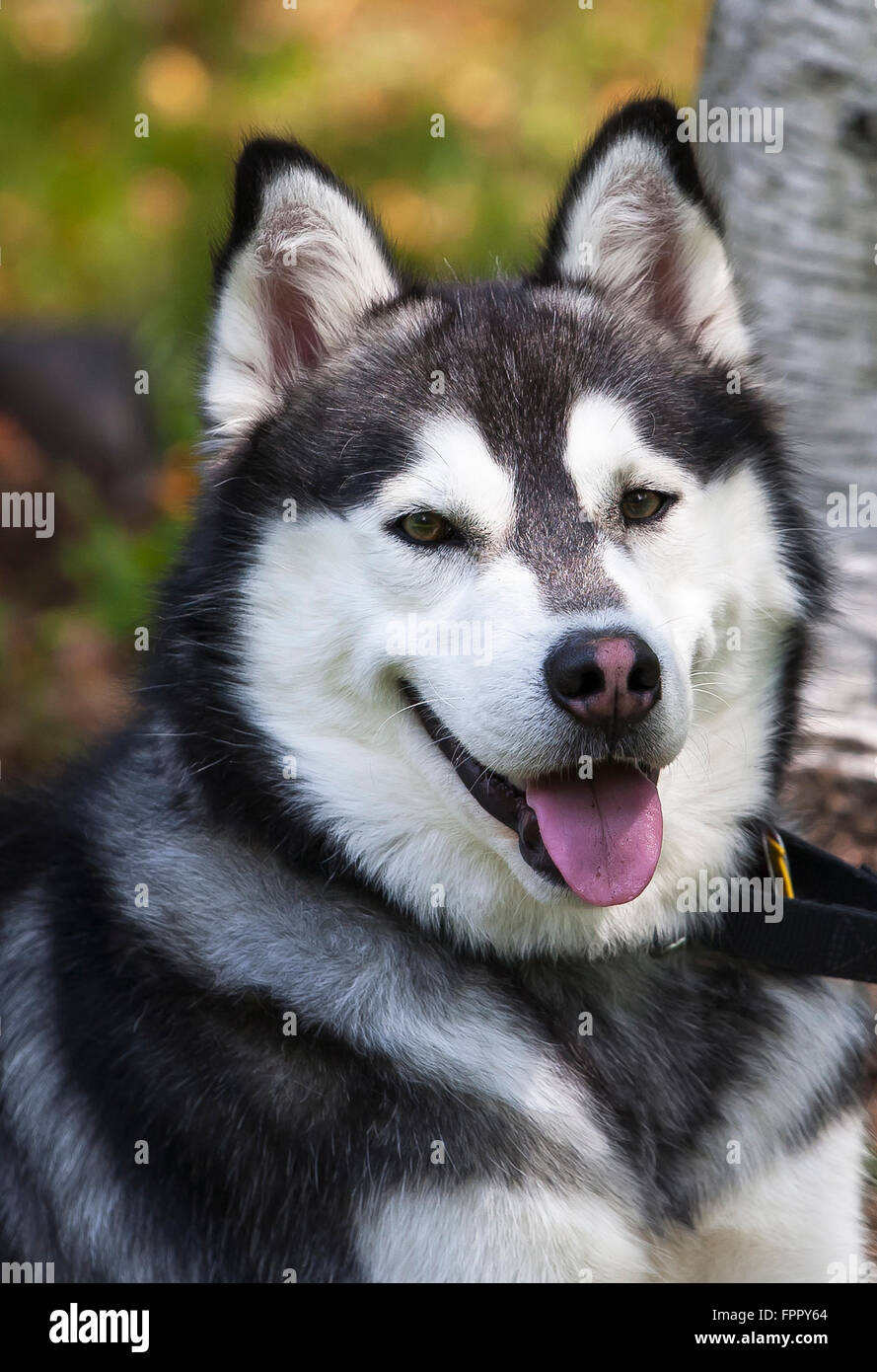 Portrait Siberian Husky Stock Photo