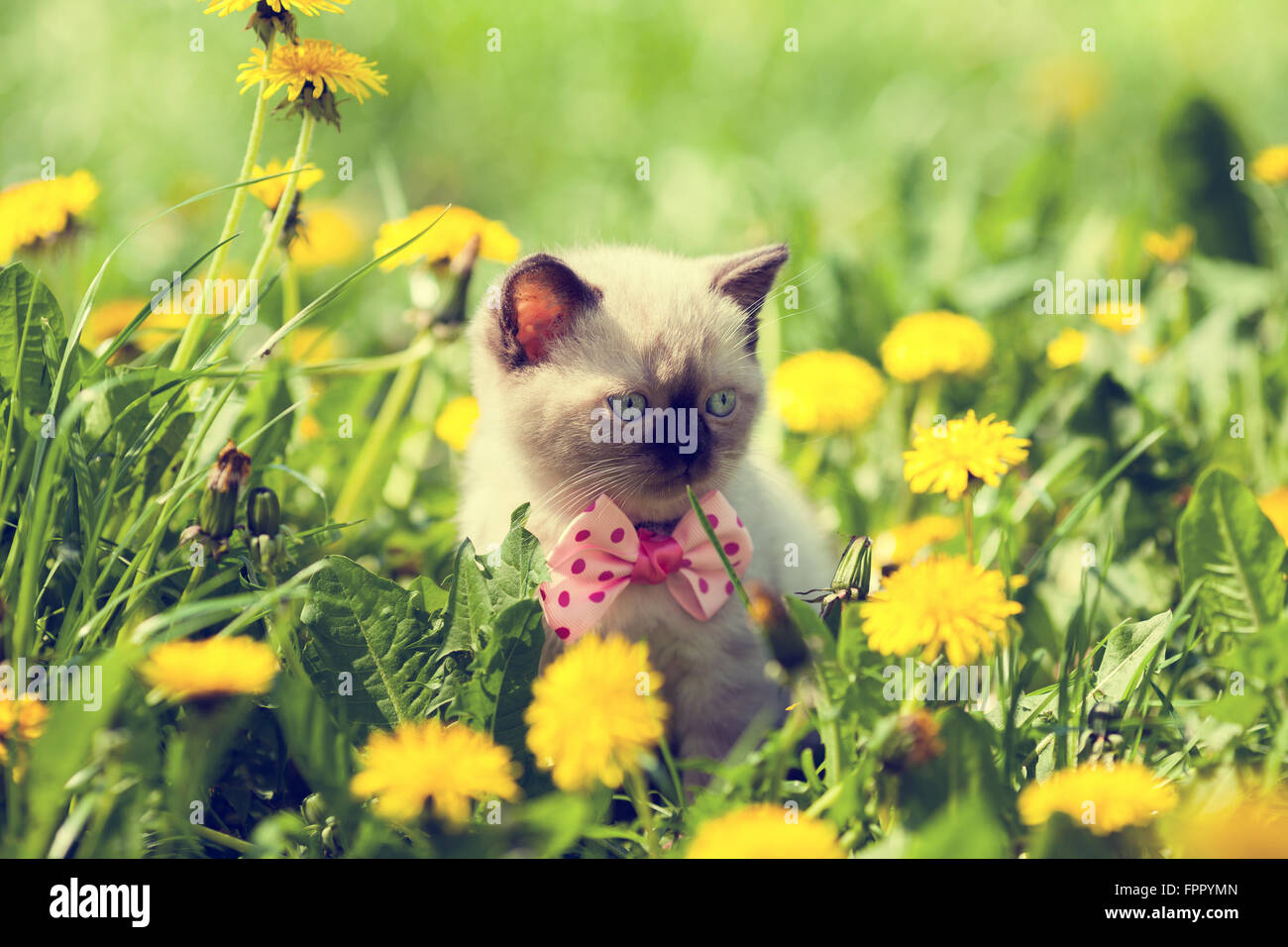 Little kitten walking in dandelion lawn Stock Photo - Alamy