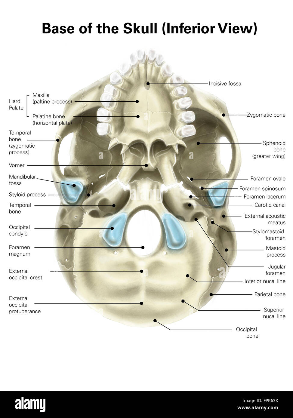 Mandibular foramen: Anatomy and contents