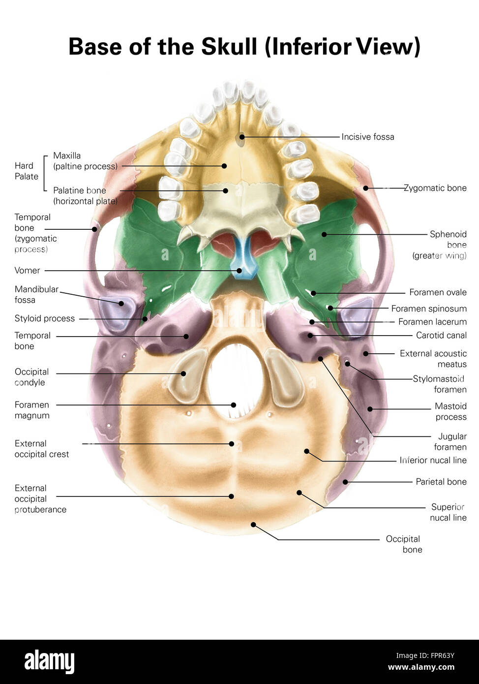 Colored base of human skull, inferior view, with labels. Stock Photo