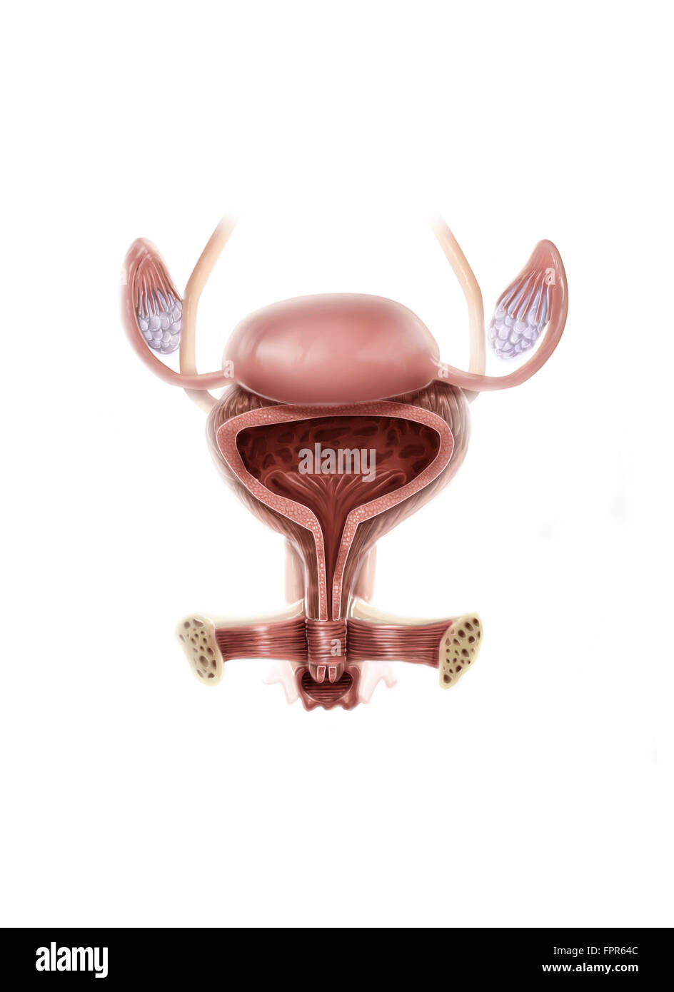 Anatomy of female urinary bladder, anterior view Stock Photo - Alamy