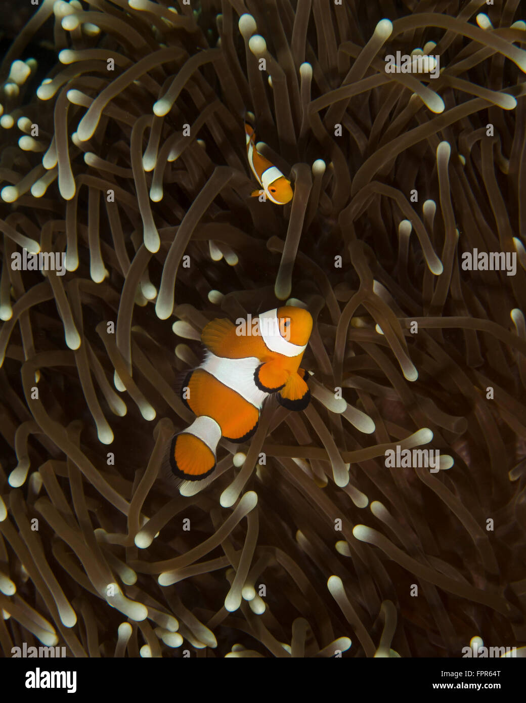 A pair of anemonefish in its host anemone, Manado, Indonesia. Stock Photo