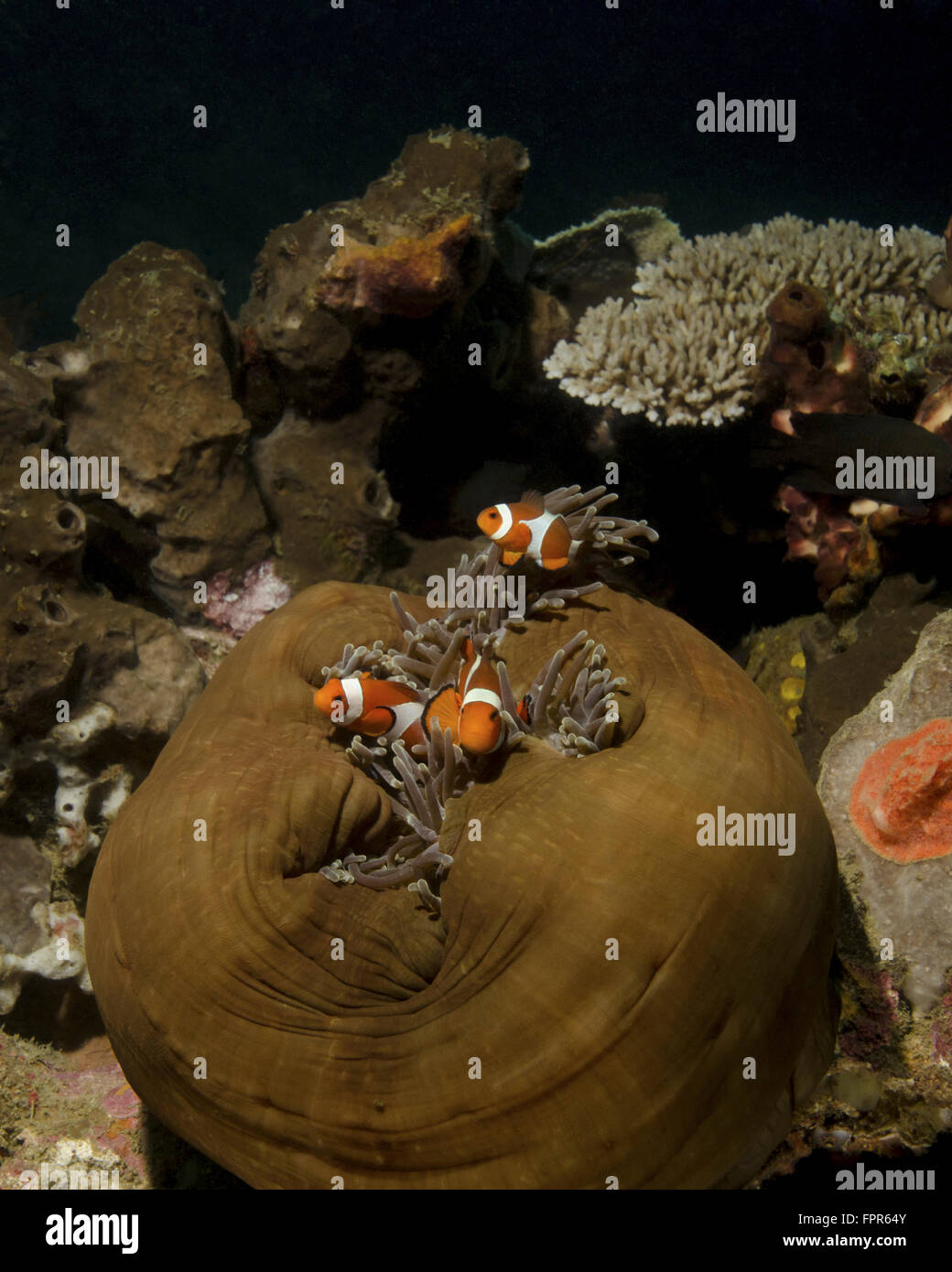Anemonefish in their host anemone, Lembeh Strait, Indonesia. Stock Photo