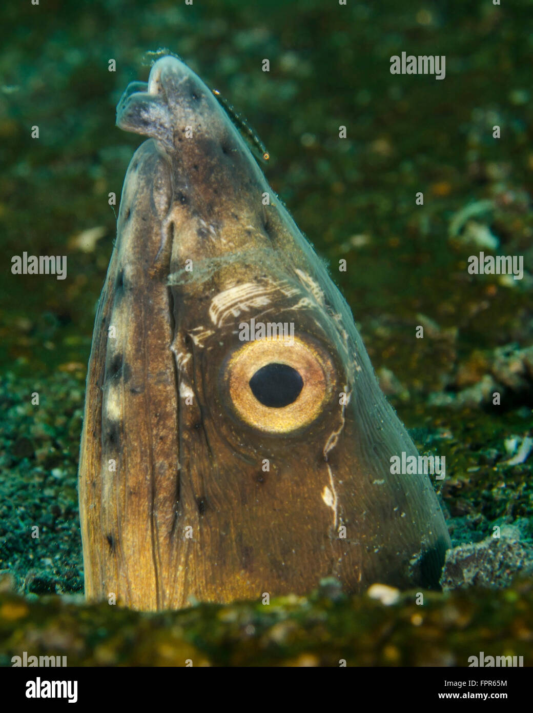 Close-up of a blacksaddle snake eel head, Lembeh Strait, Indonesia. Stock Photo